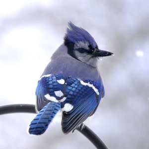 Grow Twitter Followers bluejay bird on branch in snow